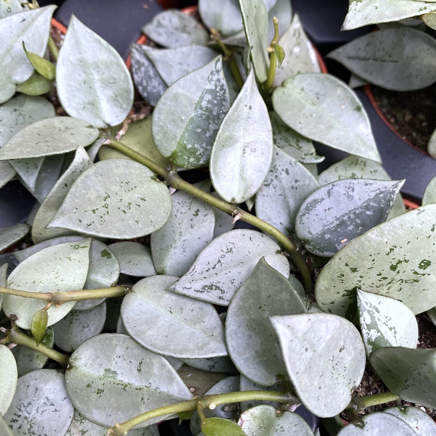 Hoya krohniana 'Eskimo' D6 (2-3 plante/pot)