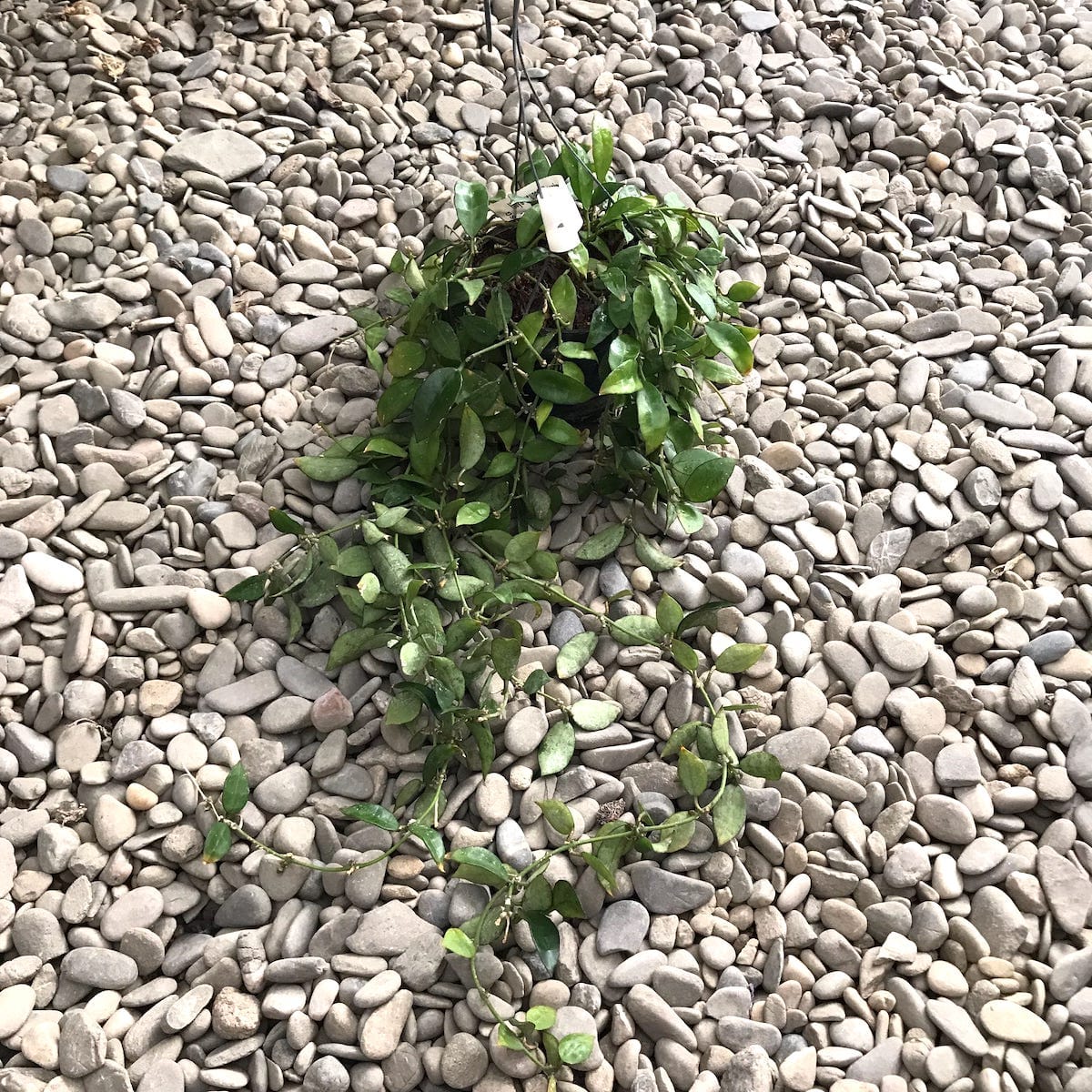 Hoya lacunosa 'Langkawi Island' - exemplare mari!