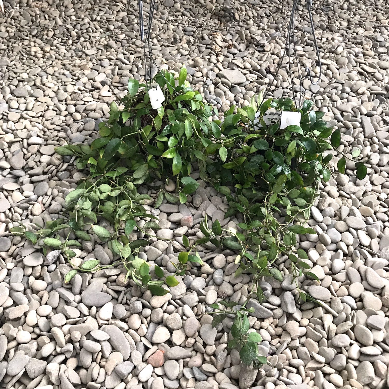 Hoya lacunosa 'Langkawi Island' - exemplare mari!