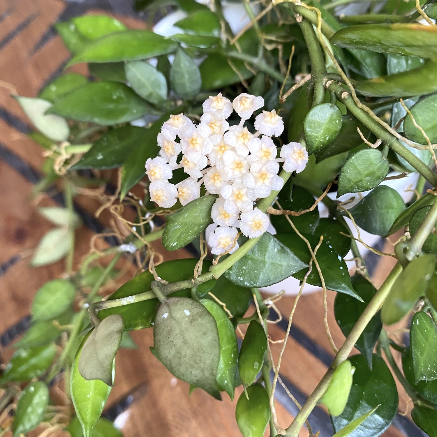Hoya lacunosa 'Tove' - parfum de scortisoara