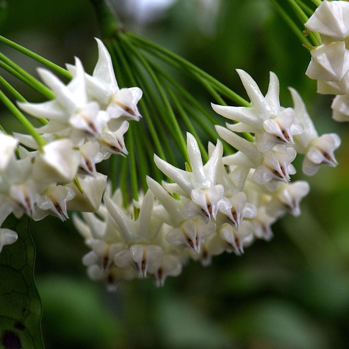 Hoya lockii