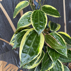 Hoya macrophylla 'Albomarginata' - exempláre XL
