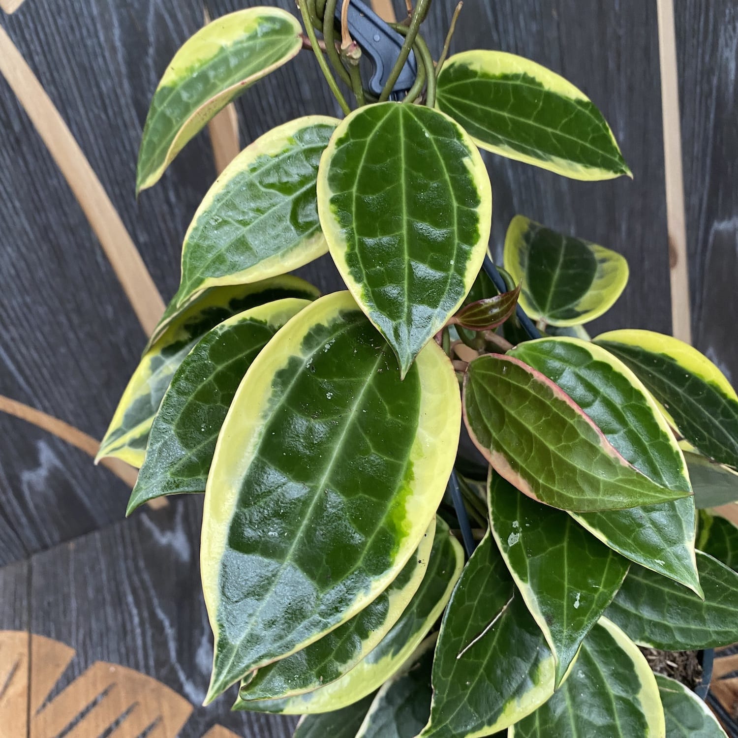 Hoya macrophylla 'Albomarginata' - exemplare XL