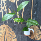 Hoya meliflua ssp. fraterna (Hoya fraterna)