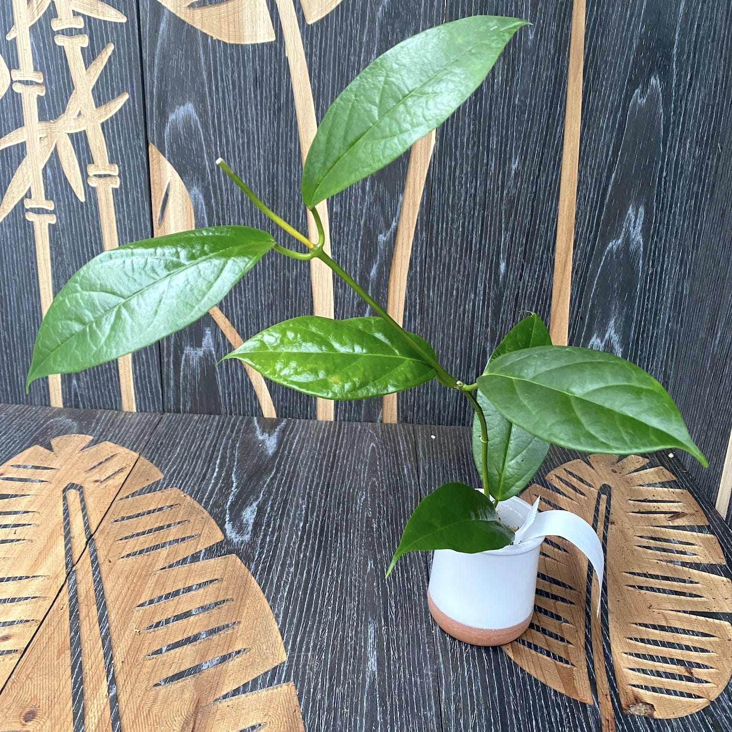 Hoya meliflua ssp. fraterna (Hoya fraterna)