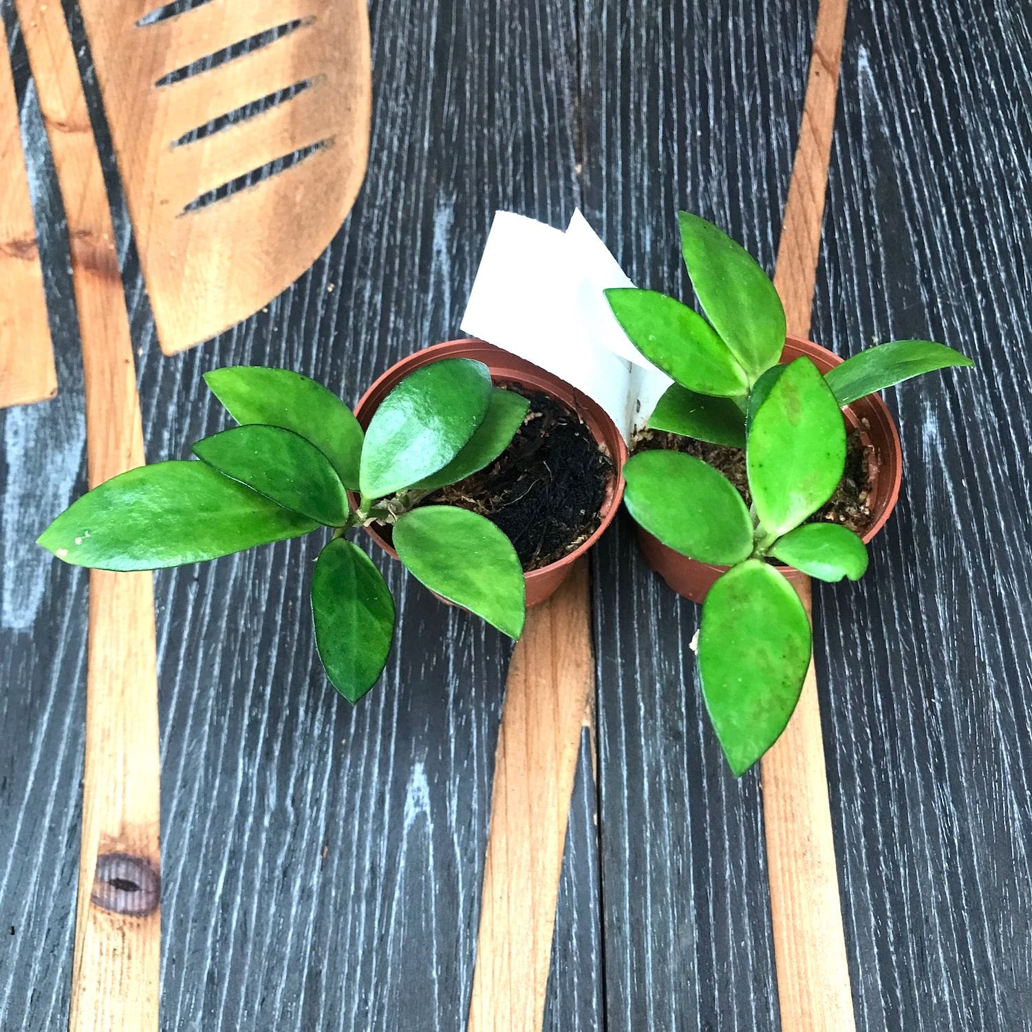Hoya myrmecopa 'Yellow'