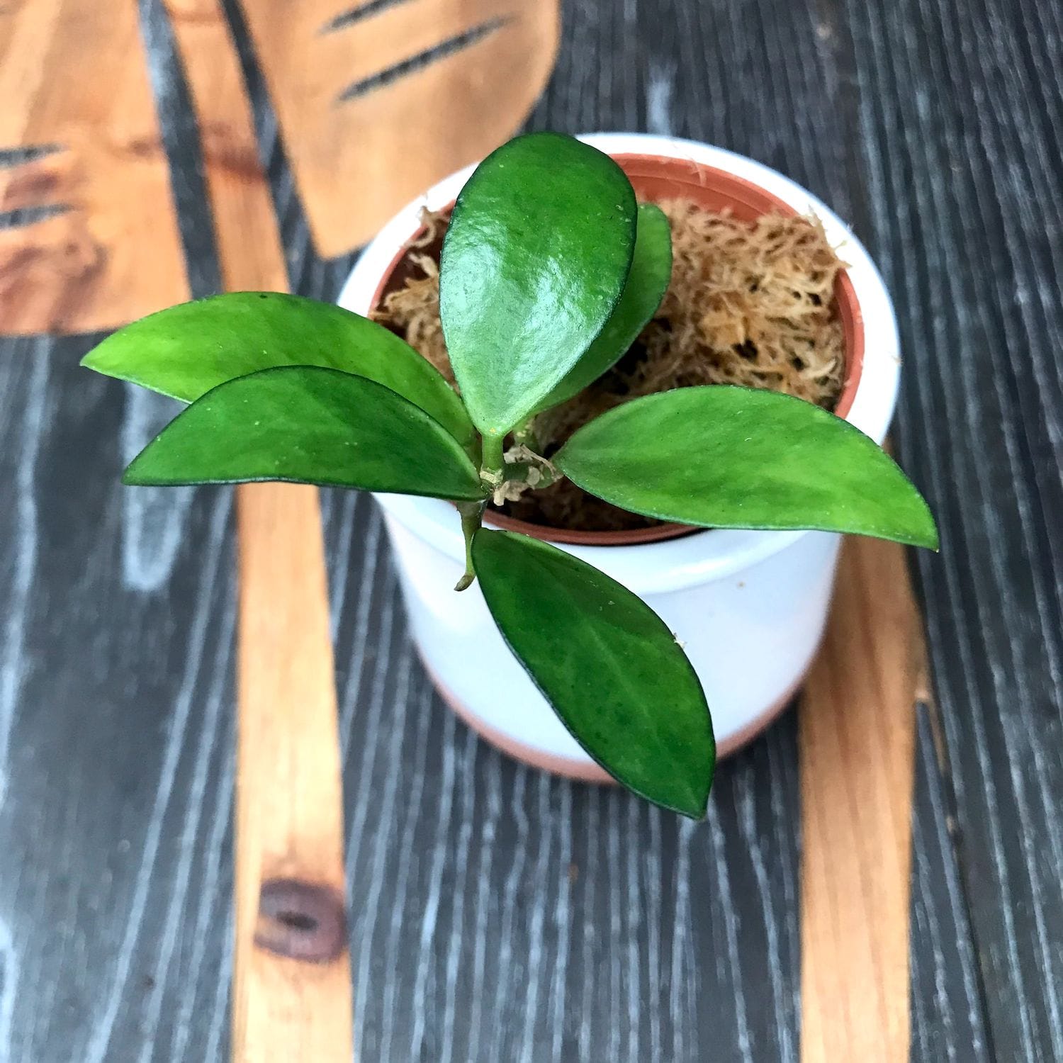 Hoya myrmecopa 'Yellow'