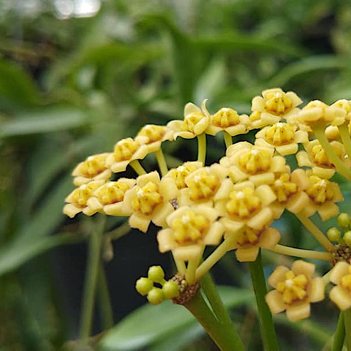 Hoya odetteae (Hoya tsangii)