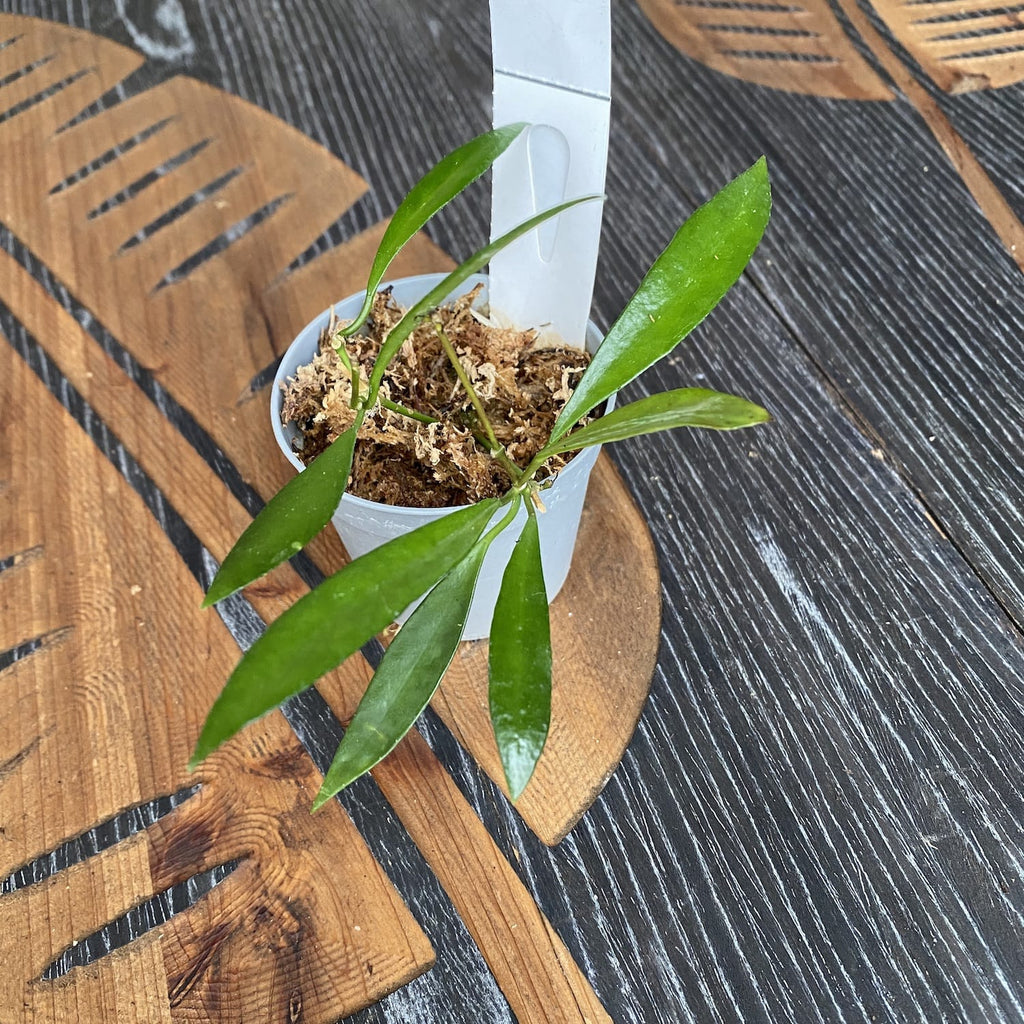 Hoya odetteae (Hoya tsangii)