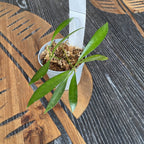 Hoya odetteae (Hoya tsangii)