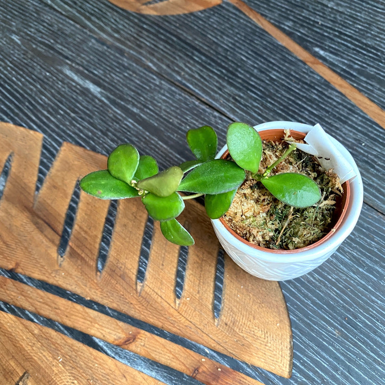 Hoya panchoi – Floraria Secret Garden (SG)