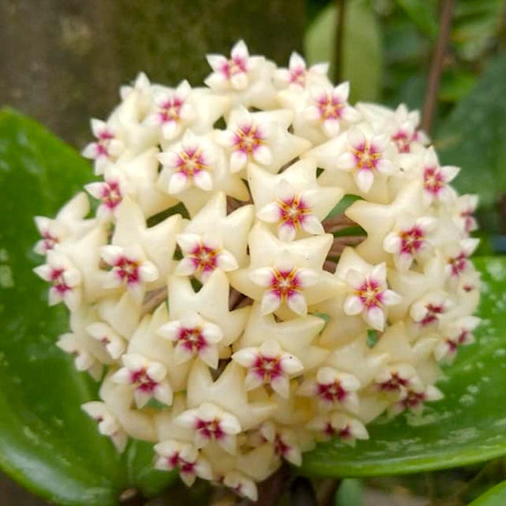 Hoya parasitica 'Heart Leaf Splash'