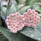 Hoya parviflora 'Splash' - plné kvetináče (4 rastliny/kvetináč)