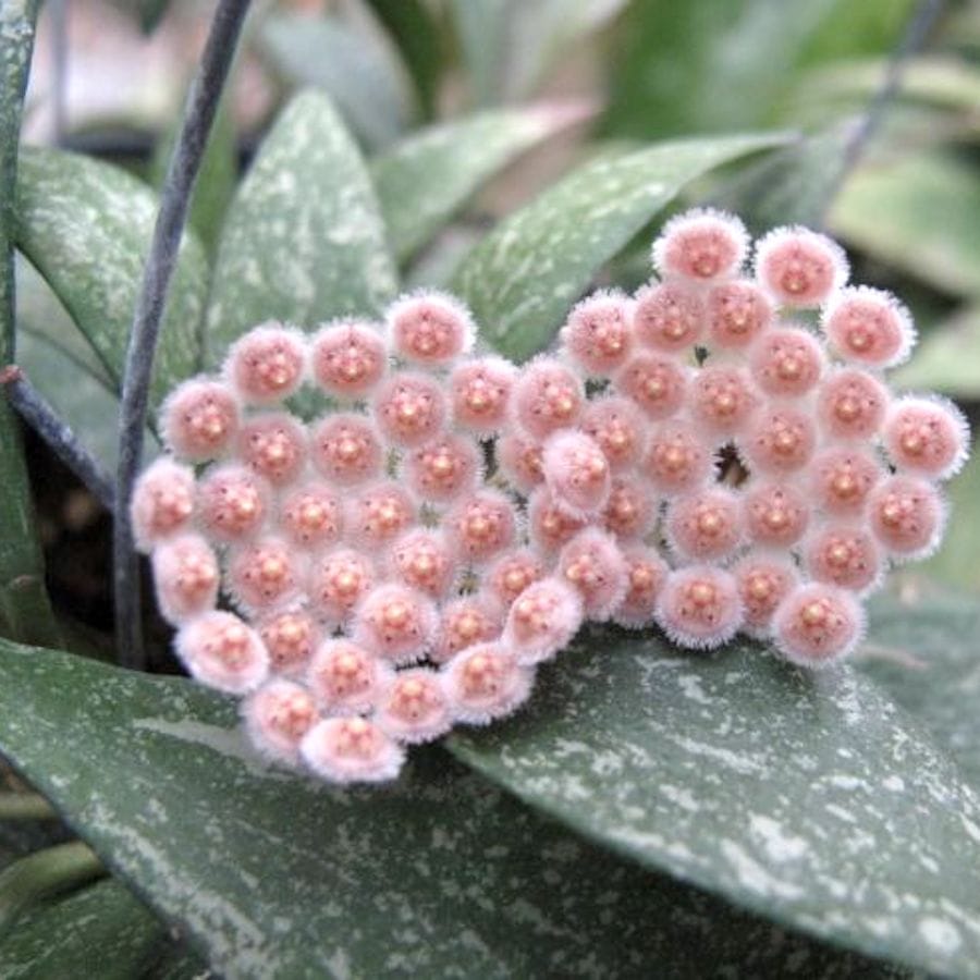 Hoya parviflora 'Splash' - full pots (4 plante/ghiveci)