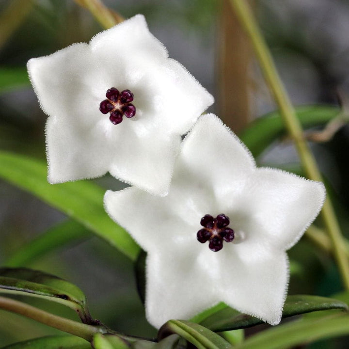 Hoya pauciflora