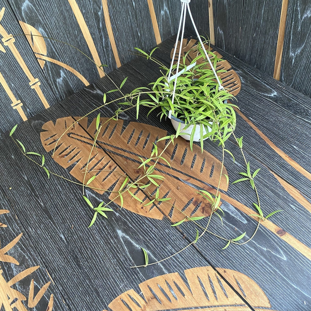 Hoya pauciflora - XL primjerci (4-5 biljaka/posuda)