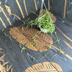 Hoya pauciflora - exemplare XL (4-5 plante/ghiveci)