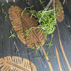 Hoya pauciflora - exemplare XL (4-5 plante/ghiveci)