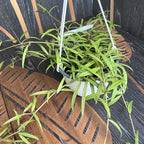 Hoya pauciflora - exemplare XL (4-5 plante/ghiveci)