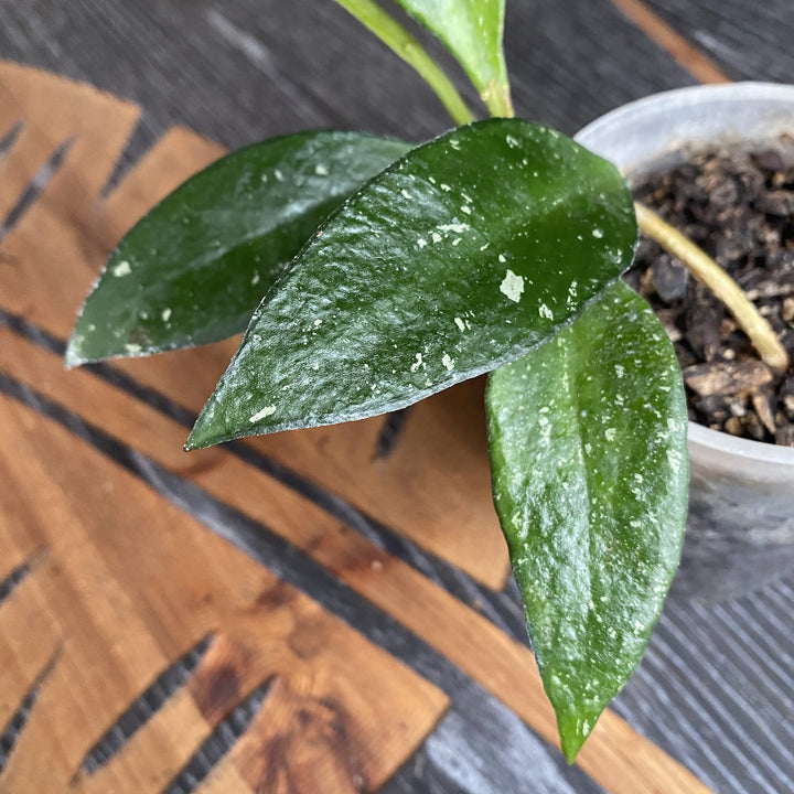 Hoya plicata