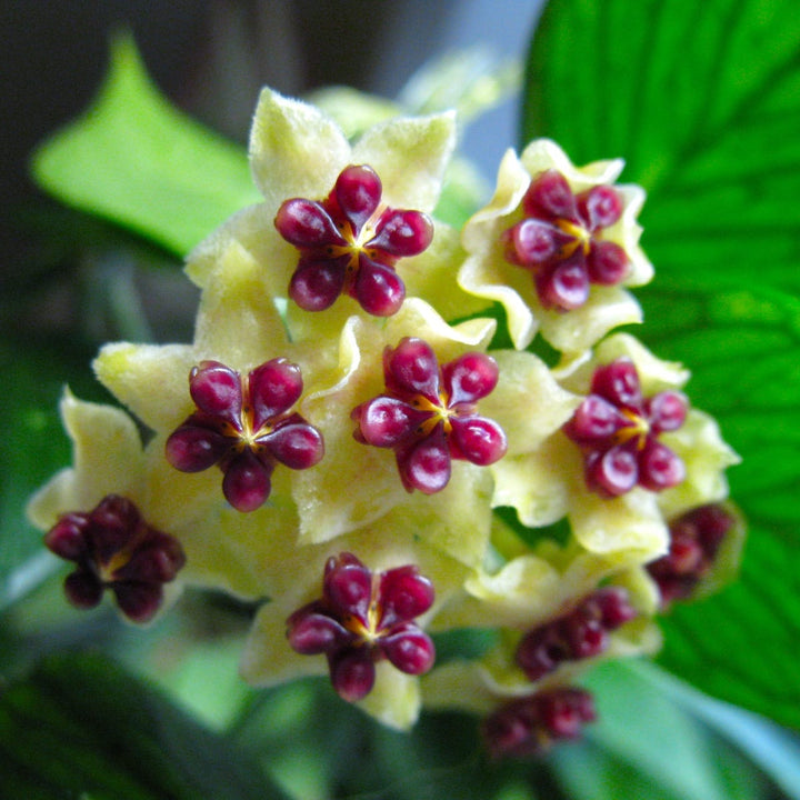 Hoya polyneura (Fishtail Hoya)