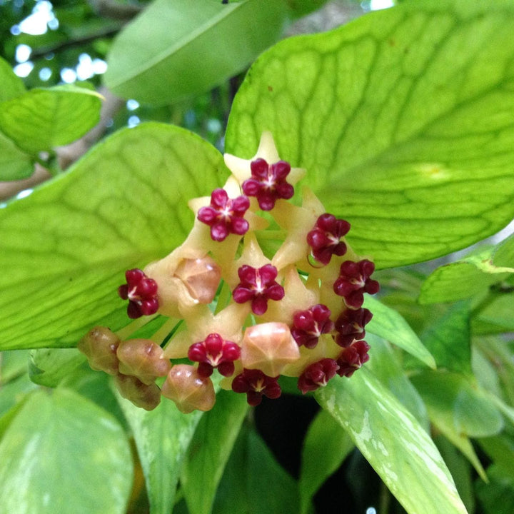 Hoya polyneura (Fishtail Hoya)