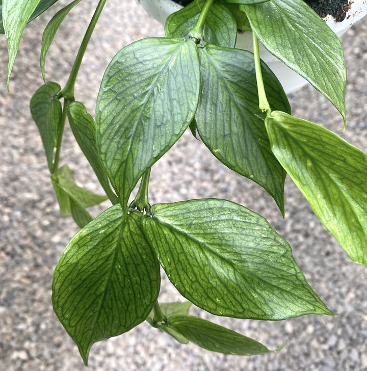 Hoya polyneura (Fishtail Hoya)