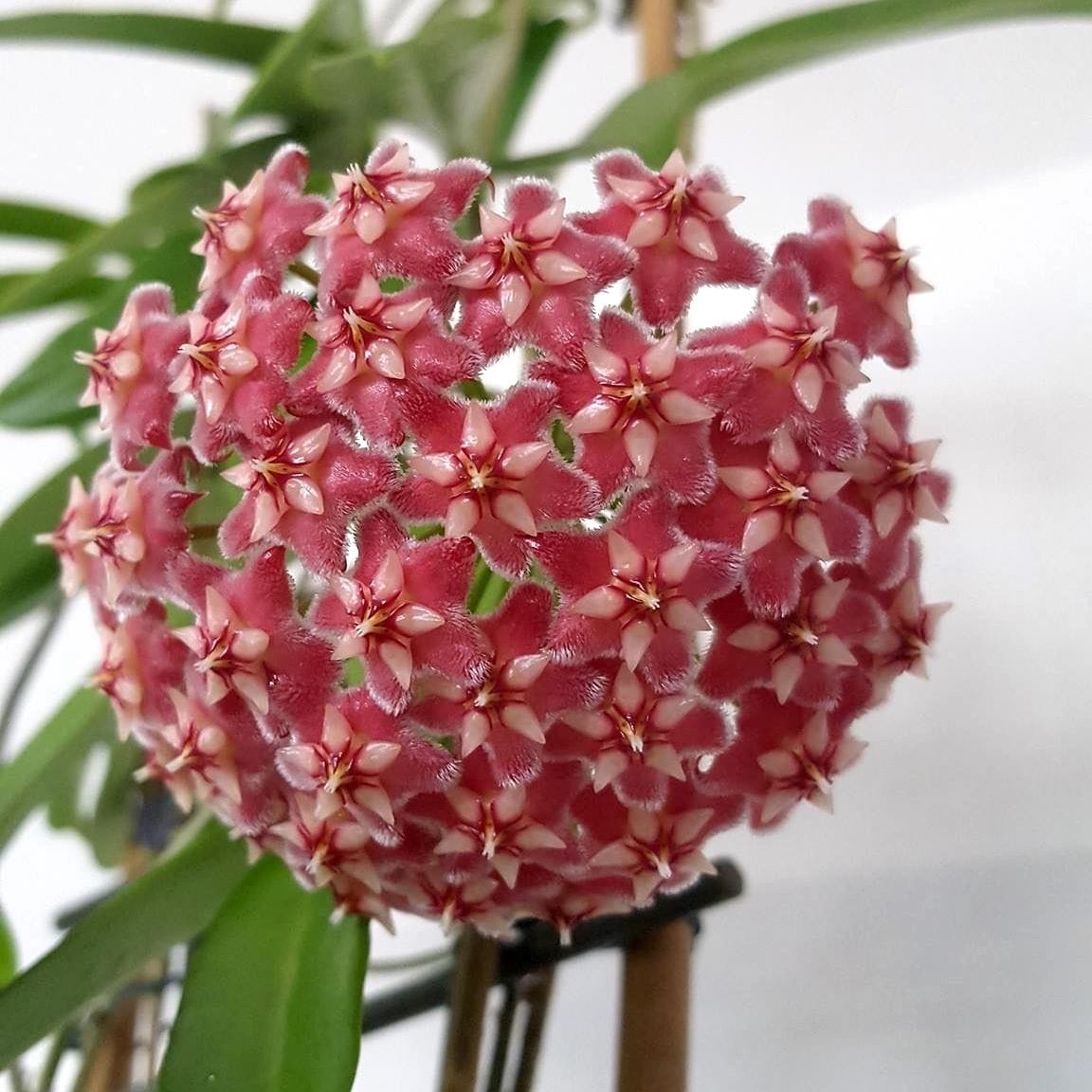 Hoya pubicalyx 'Pink Dragon'