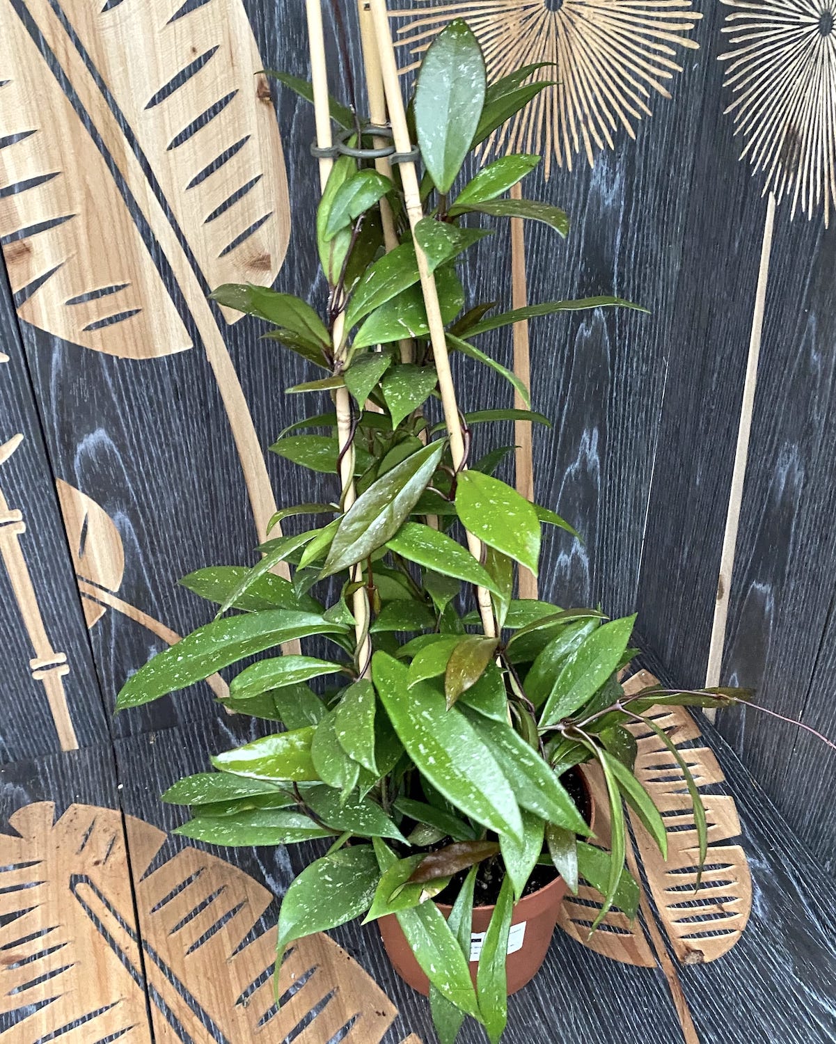 Hoya pubicalyx 'Red Buttons' (piramida) - 5 plante/ghiveci