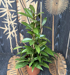 Hoya pubicalyx 'Red Buttons' (Pyramide) - 5 Pflanzen/Topf