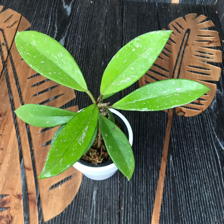 Hoya pubicalyx 'Jungle Garden'