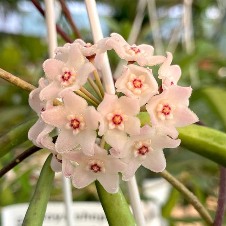 Hoya shepherdii