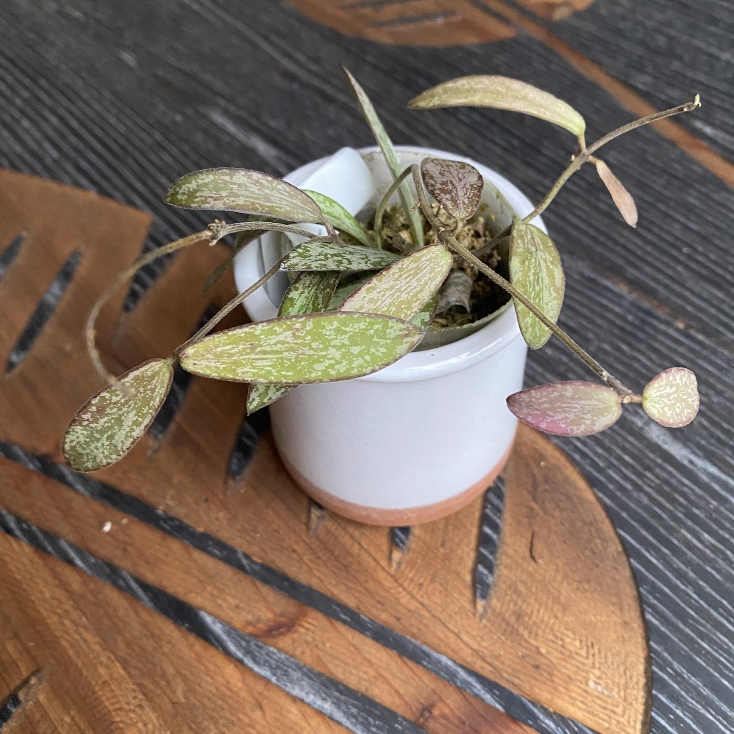 Hoya sigillatis (Taiwan)