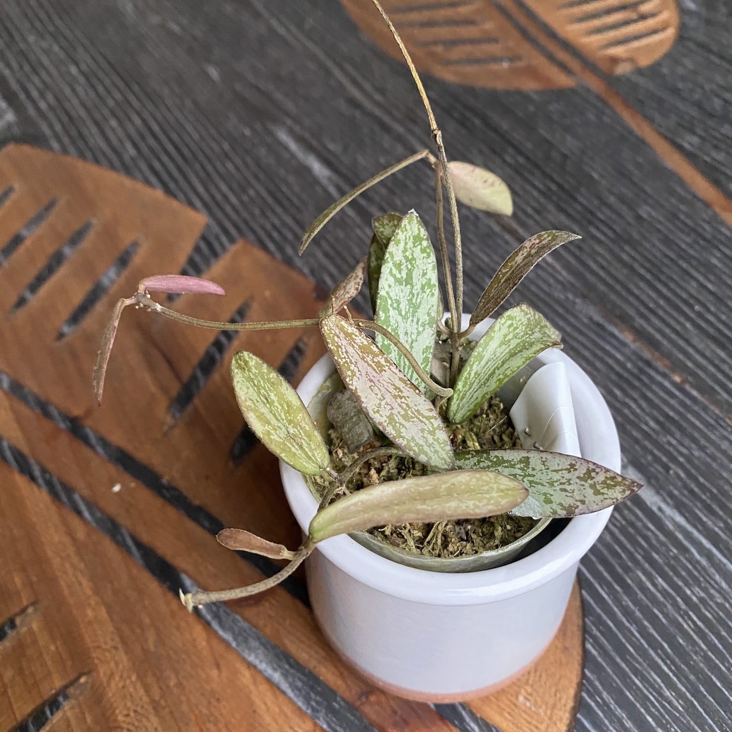 Hoya sigillatis (Taiwan)