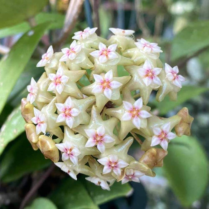 Hoya sp. BP02