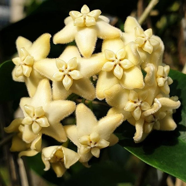 Hoya sp. 'ut 030'