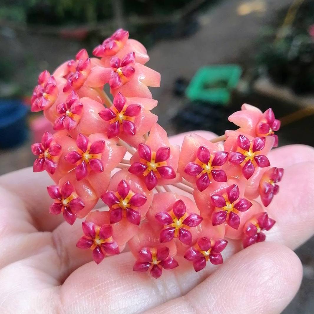 Hoya sp. UT-248