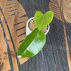 Hoya surigaoensis EG 00897