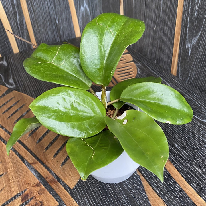 Hoya surigaoensis EG 00897