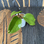 Hoya surigaoensis EG 00897