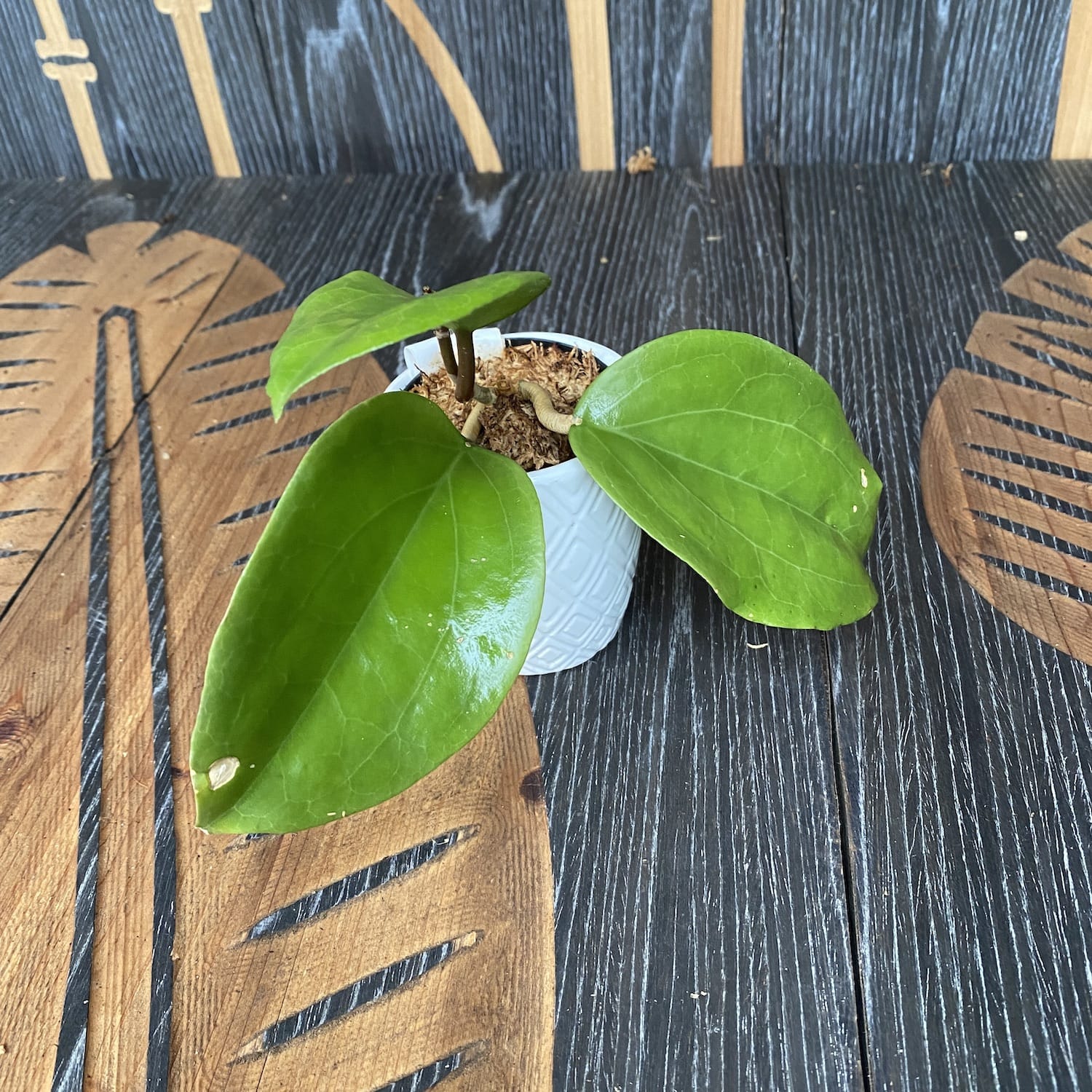 Hoya surigaoensis EG 00897