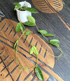 Hoya thomsonii 'White' (Jasmin-Duft) - ausgewachsene Exemplare