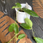 Hoya thomsonii 'White' (Jasmin-Duft) - ausgewachsene Exemplare