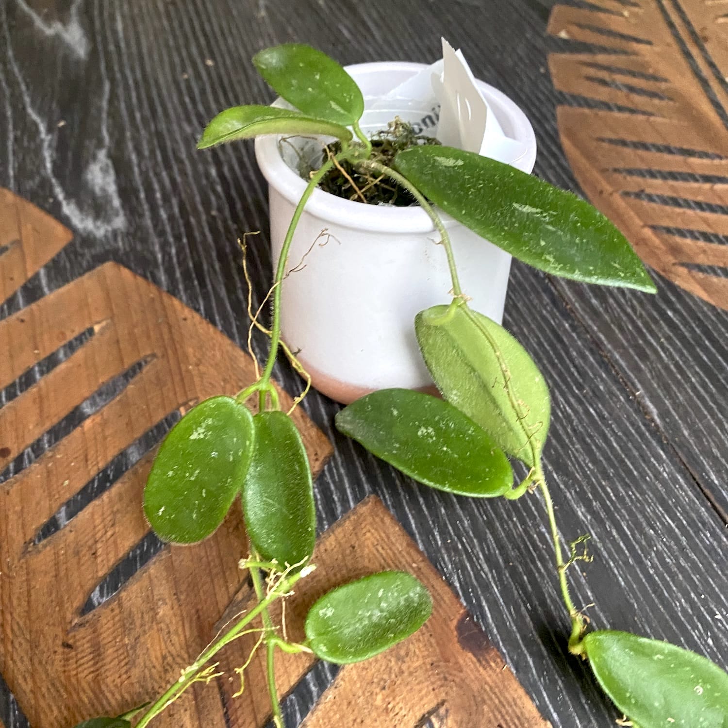 Hoya thomsonii 'White' (parfum de iasomie) - exemplare dezvoltate