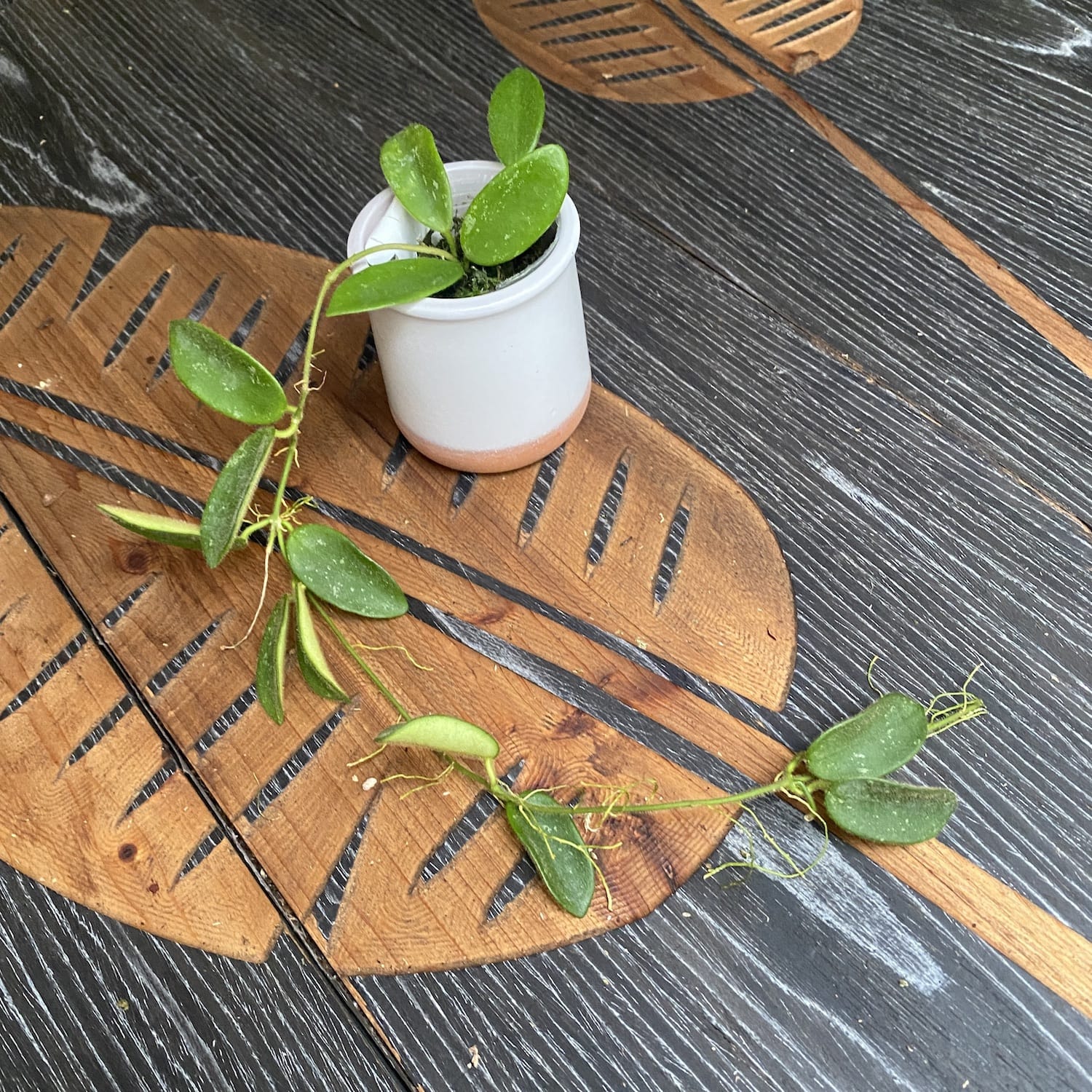 Hoya thomsonii 'White' (parfum de iasomie) - exemplare dezvoltate