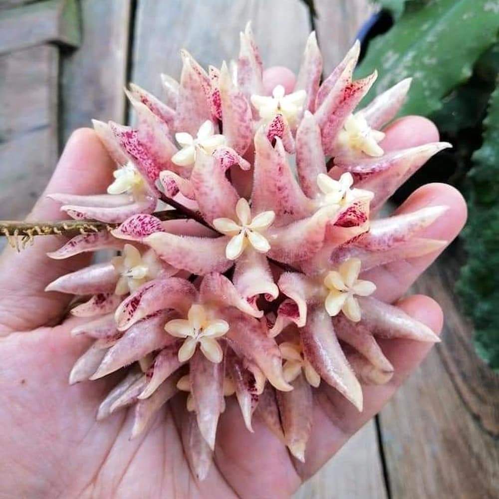 Hoya undulata flower