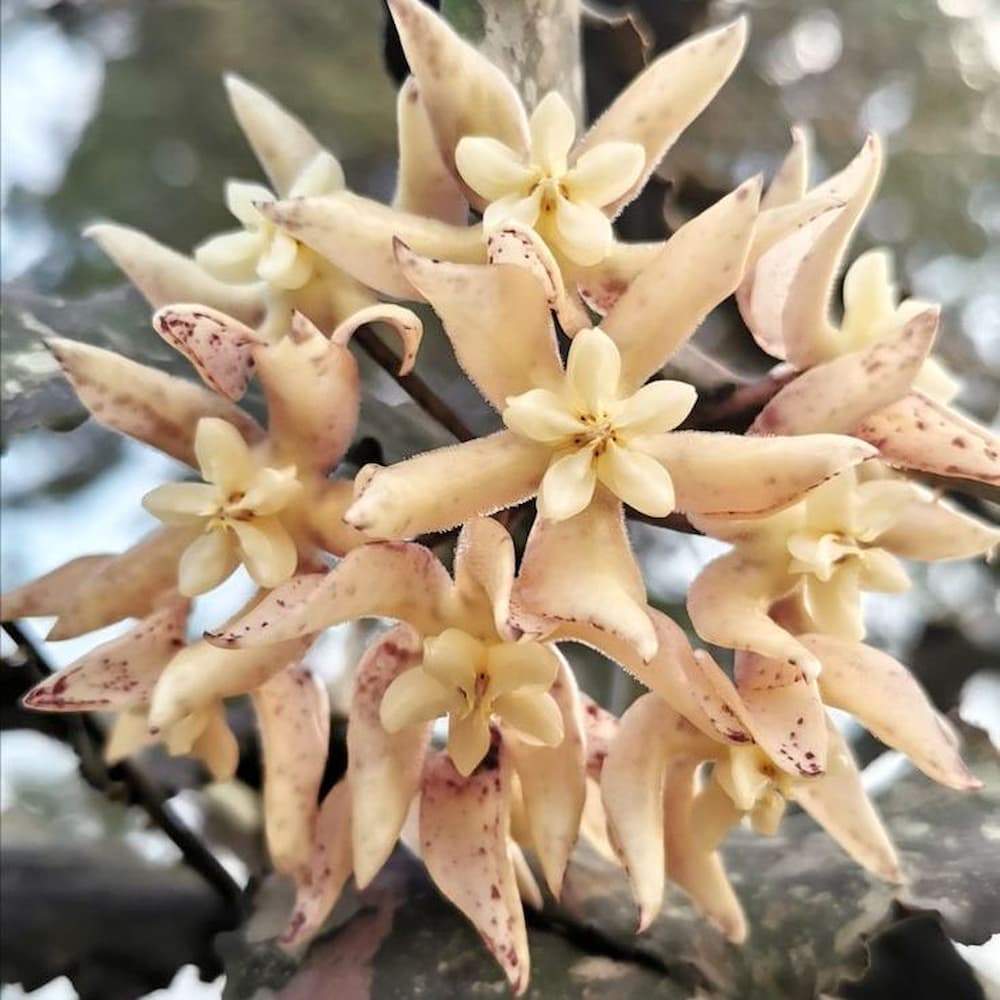 Hoya undulata flower