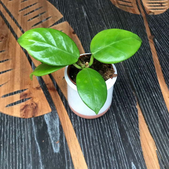 Hoya verticillata (Arnottiana)