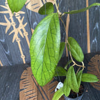 Hoya vitellinoides - nagy példányok