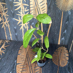 Hoya vitellinoides - nagy példányok